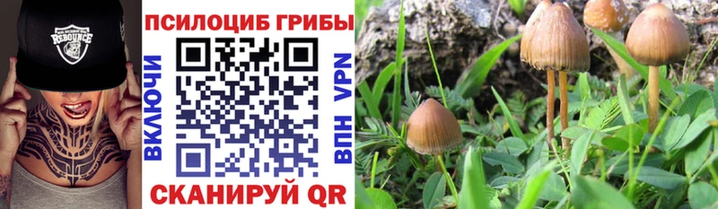 сколько стоит  Пугачёв  Псилоцибиновые грибы MAGIC MUSHROOMS 